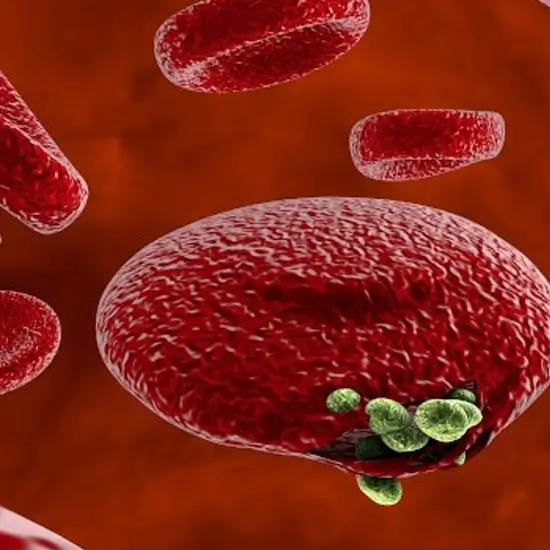 Malaria Parasite Confirmation